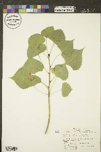 Populus deltoides subsp. monilifera image