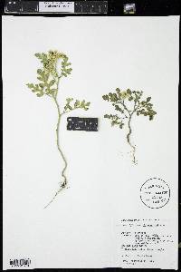 Solanum rostratum image