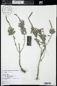 Verbena stricta image