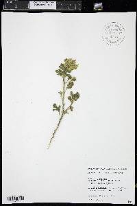 Solanum rostratum image