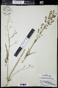 Valeriana edulis image