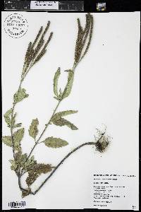 Verbena hastata image