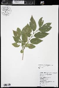 Ulmus pumila image