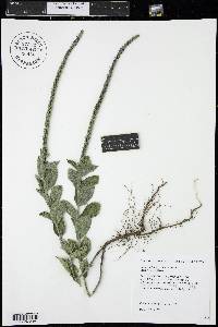 Verbena stricta image