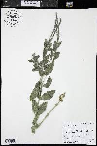 Verbena hastata image