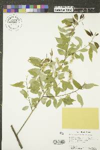 Salix amygdaloides image