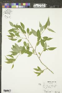 Salix amygdaloides image