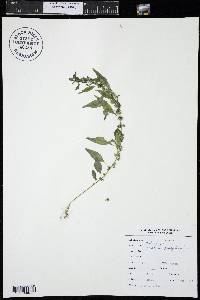 Parietaria pensylvanica image