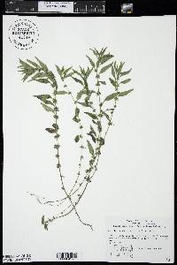 Parietaria pensylvanica image