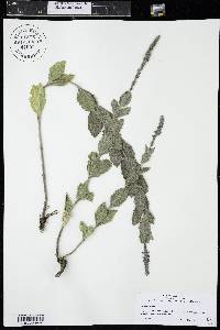 Verbena stricta image