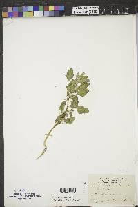 Chenopodium berlandieri image