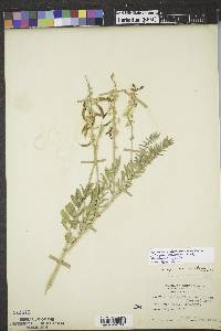 Astragalus racemosus image