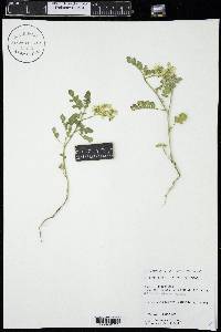 Solanum rostratum image