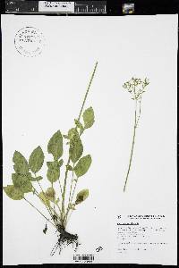 Valeriana occidentalis image