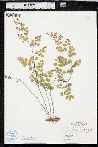 Adiantum capillus-veneris image