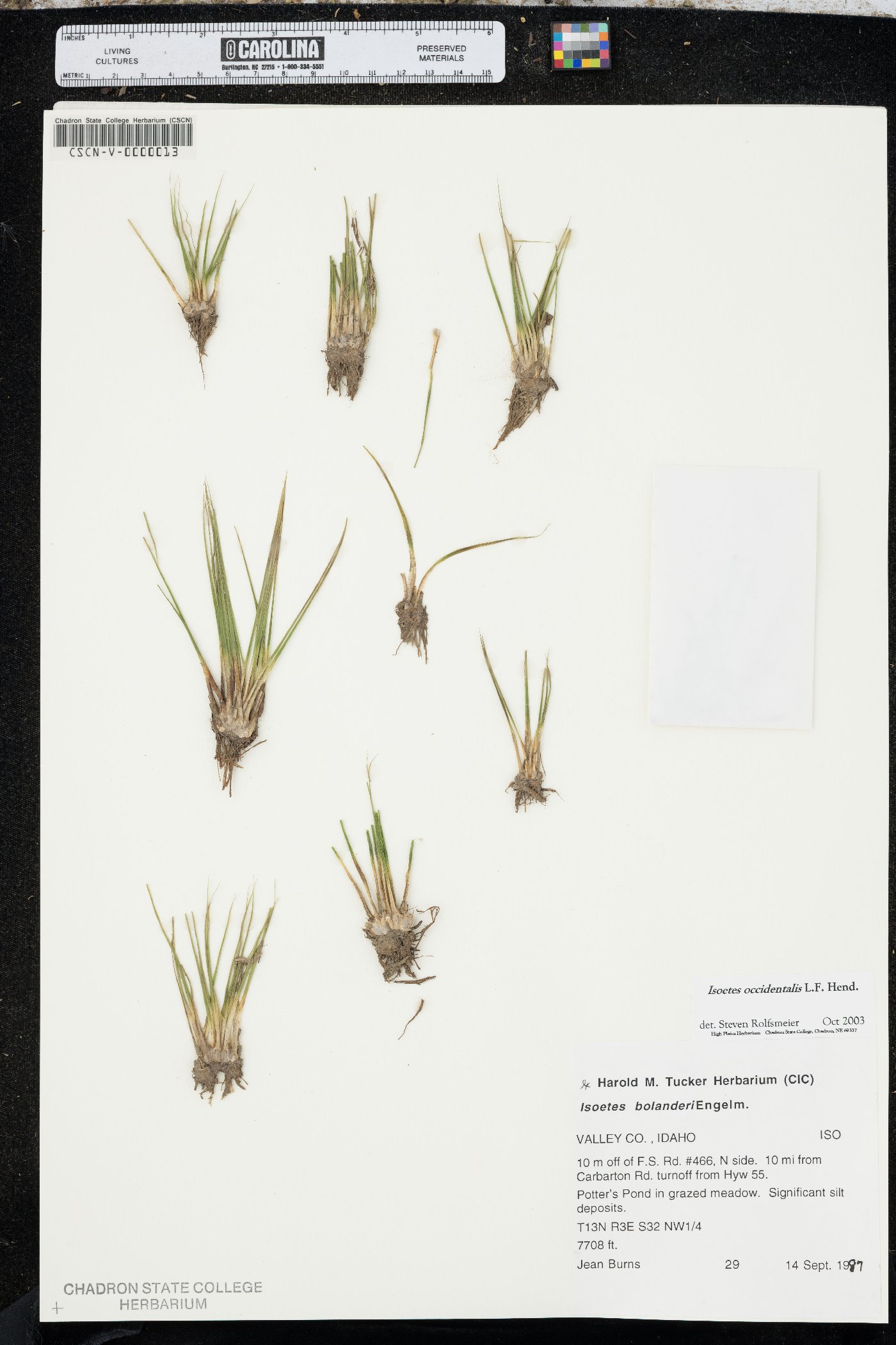 Isoëtes occidentalis image