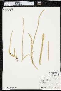 Lycopodiella alopecuroides image