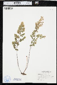 Adiantum capillus-veneris image