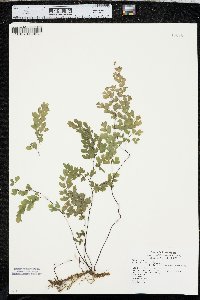 Adiantum capillus-veneris image