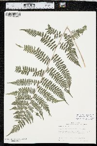 Athyrium filix-femina var. asplenioides image