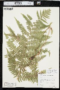 Athyrium asplenioides var. cyclosorum image