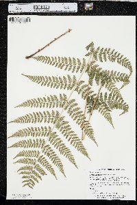 Dryopteris campyloptera image