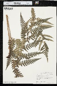 Dryopteris celsa image