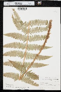 Dryopteris filix-mas image