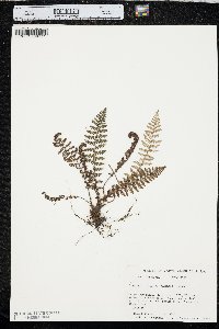 Dryopteris fragrans image