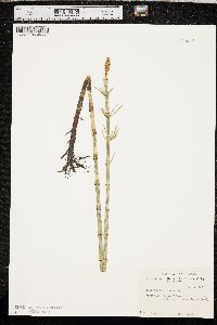 Equisetum fluviatile image