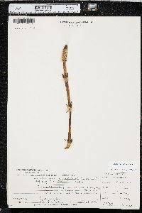 Equisetum sylvaticum image