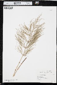 Equisetum sylvaticum image