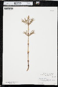 Equisetum sylvaticum image