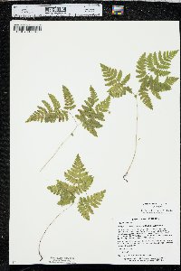 Gymnocarpium dryopteris image