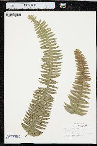 Nephrolepis exaltata image