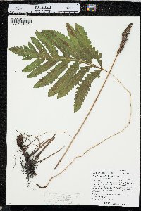 Onoclea sensibilis var. sensibilis image