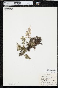 Pleopeltis polypodioides image