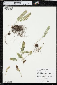 Polypodium saximontanum image