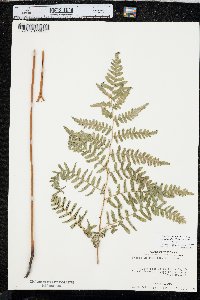 Pteridium aquilinum var. latiusculum image