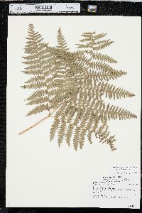 Pteridium aquilinum var. pubescens image