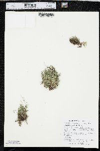 Selaginella rupestris image