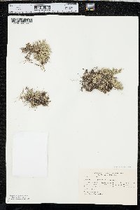 Selaginella rupestris image