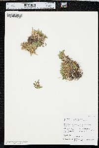 Selaginella watsonii image