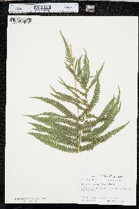 Thelypteris kunthii image