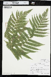 Thelypteris hispidula image