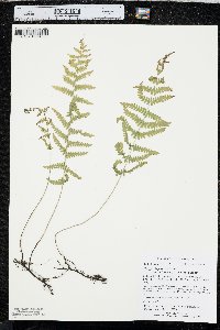 Thelypteris palustris var. pubescens image