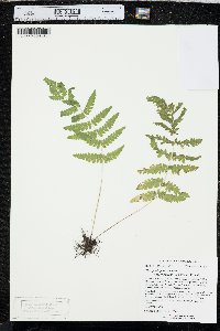 Thelypteris palustris var. pubescens image