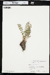 Woodsia ilvensis image