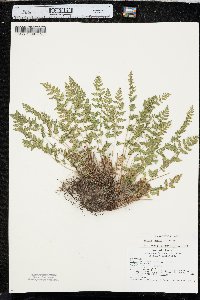 Woodsia oregana image