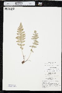 Woodsia oregana image